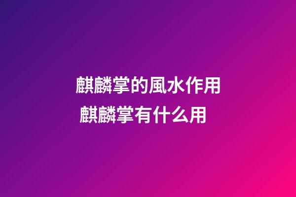 麒麟掌的風水作用 麒麟掌有什么用